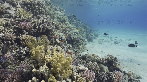 Colorful coral reef with tropical fish on a bright sunny day