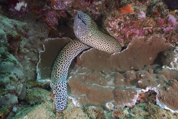 Laced moray