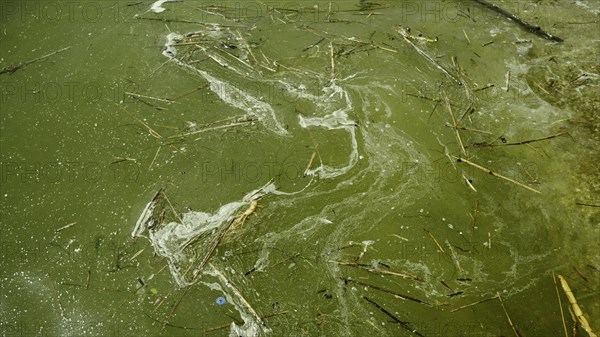 In Black Sea Blue-green algae blooms