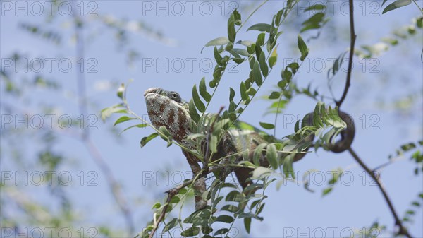 Green chameleon sits on thin branch of tree among green leaves with its tail wrapped around the branch on sunny day on blue sky background. Panther chameleon