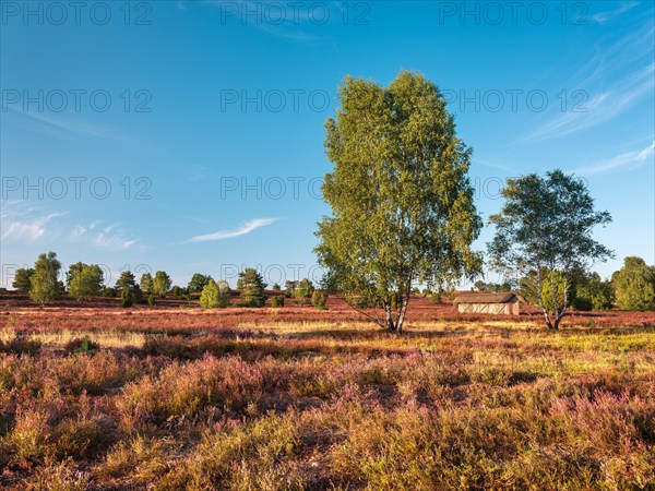 Typical heath landscape at Wilseder Berg with flowering heather