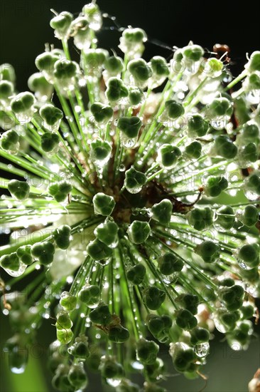 Ornamental garlic