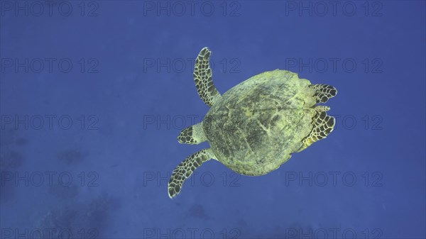 Hawksbill Sea Turtle