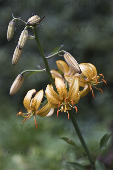 Turk's-collar lily