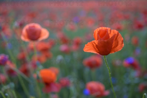 Poppy flowers