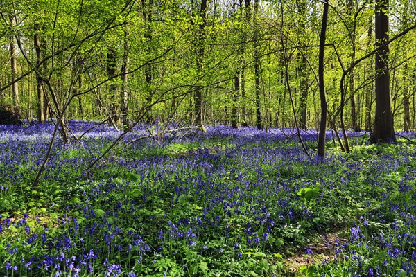 Common bluebell