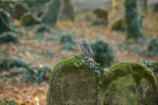 Little Owl