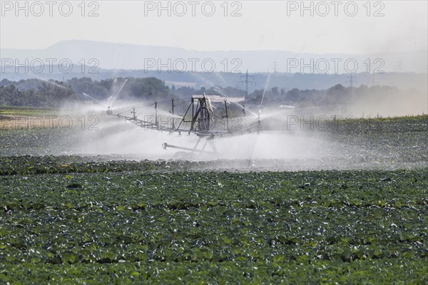 Dryness in the fields is causing problems for farmers and vegetable growers. Herb cultivation on the Filder near Filderstadt