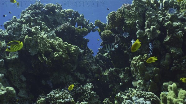 Close up of hard corals colony on coral garden
