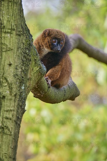 Red-bellied lemur