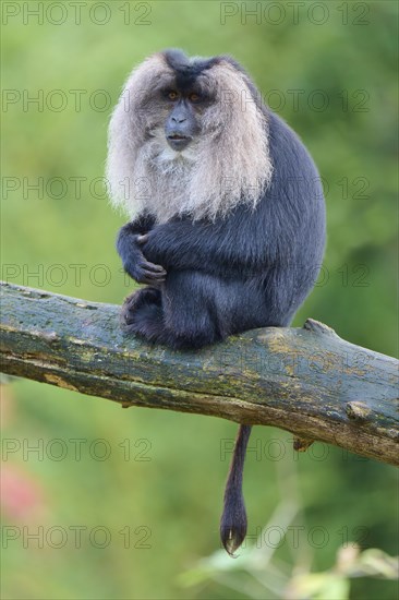 Lion-tailed macaque