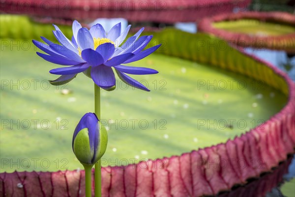 Waterlily in Kew Gardens