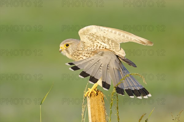 Common kestrel