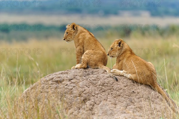 Two cubs