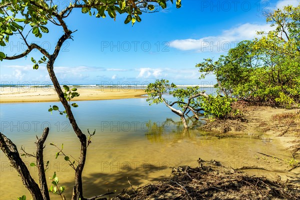 River and mangrove vegetation on the beach sand in Serra Grande on the south coast of Bahia