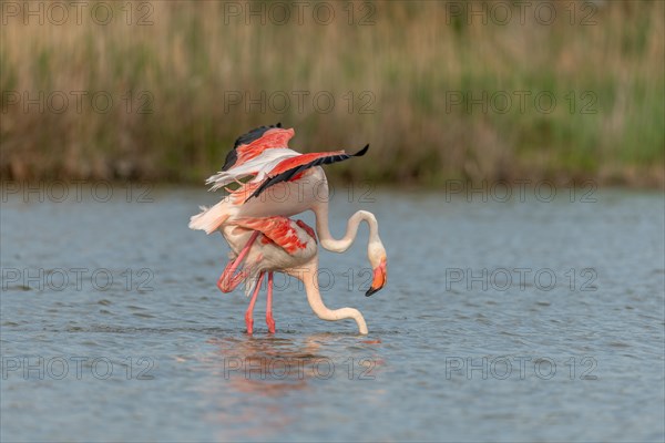 Greater Flamingo