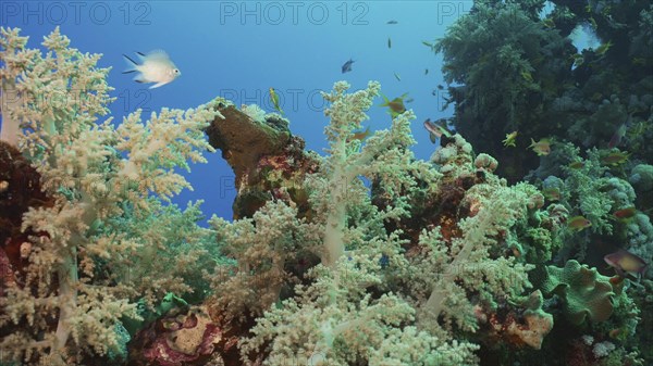 Colorful coral reef with tropical fish on a bright sunny day