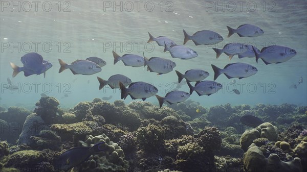 School fishes underwater sun beams and sun shine calming and relaxing ocean scenery backgrounds. Shoal of juvenile Brassy Chub