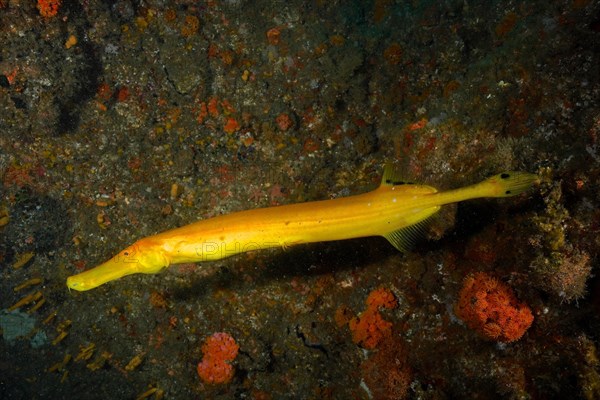 Chinese trumpetfish