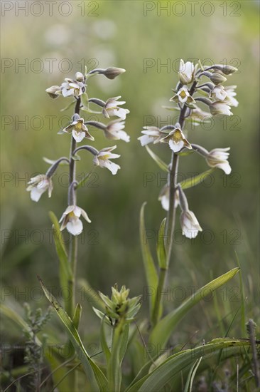 Marsh helleborine