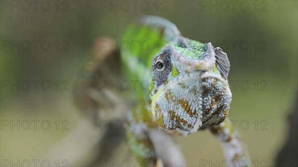 Green chameleon walks along branch and looksat around on bright sunny day on the green trees background. Panther chameleon