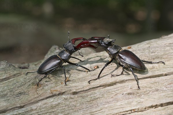 Stag beetle