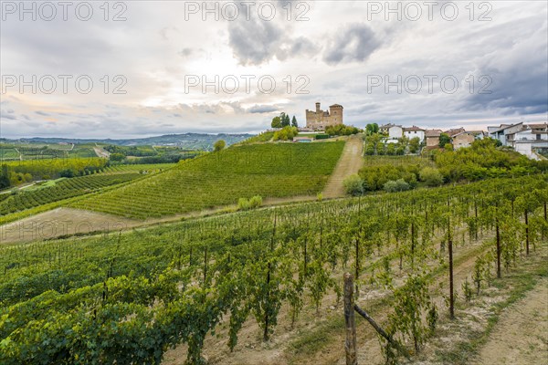 Vineyard in front of the Castello di Grinzane Cavour