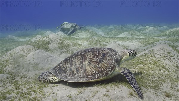 Two Sea turtles graze on the seabed eating green algae. Two Great Green Sea Turtle