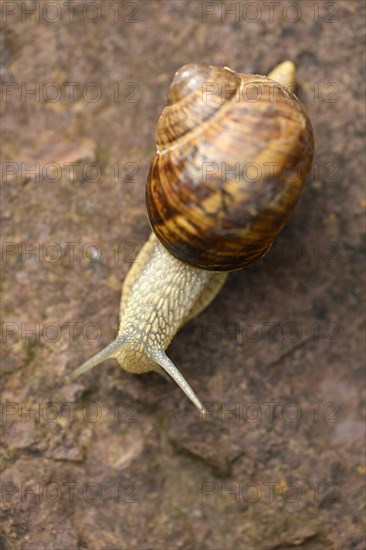 Roman snail