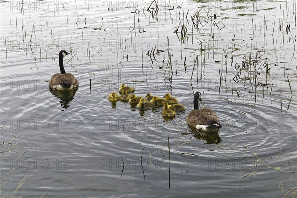 Canada geese