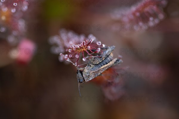 Oblong-leaved sundew