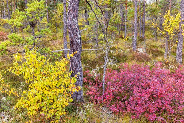 Red blueberry bushes on a bog in a pine forest with autumn colors