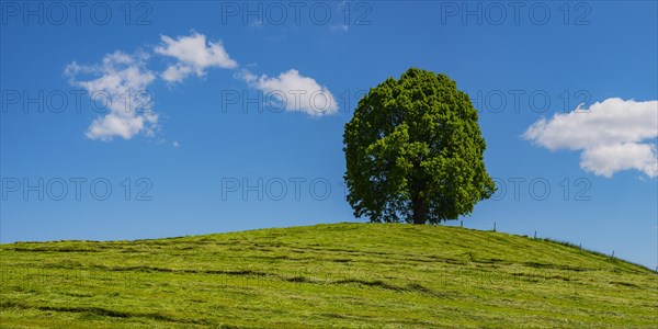 Peace lime tree