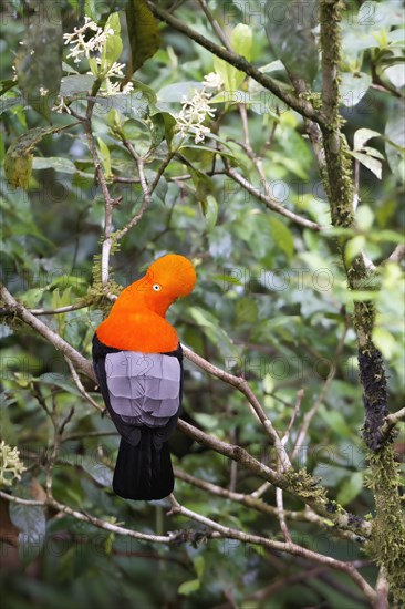 Male Andean cock-of-the-rock