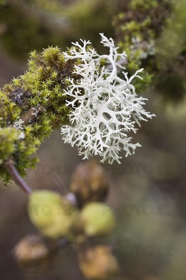 Reindeer lichen