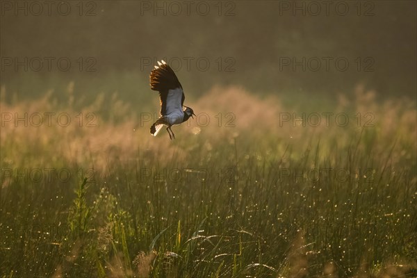 Northern lapwing