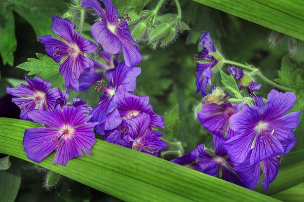 Magnificent cranesbill