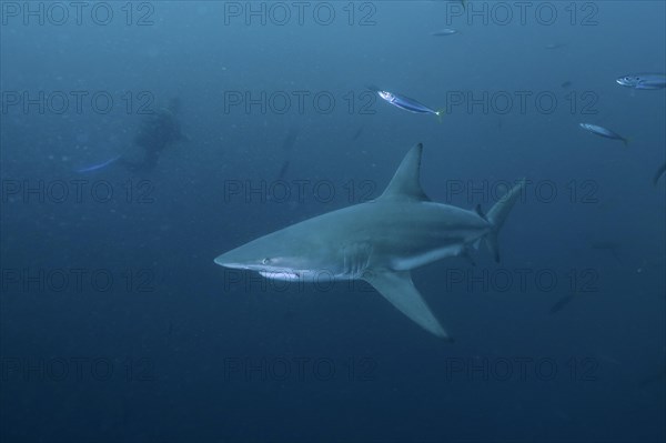 Blacktip shark