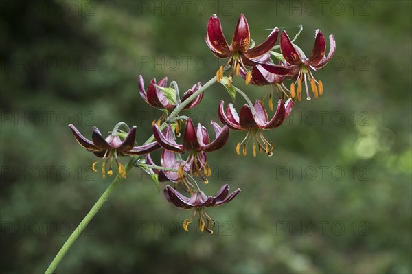 Turk's-collar lily