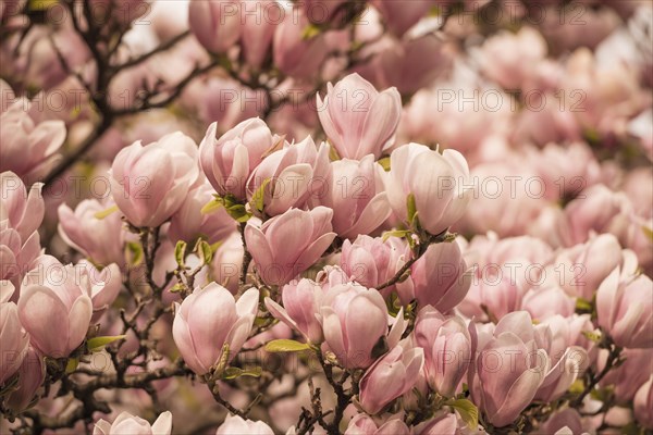 Pink Magnolia Flowers on a Tree in Switzerland