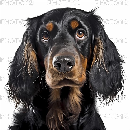 Gordon Setter