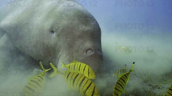 Frontal portrait of Sea Cow