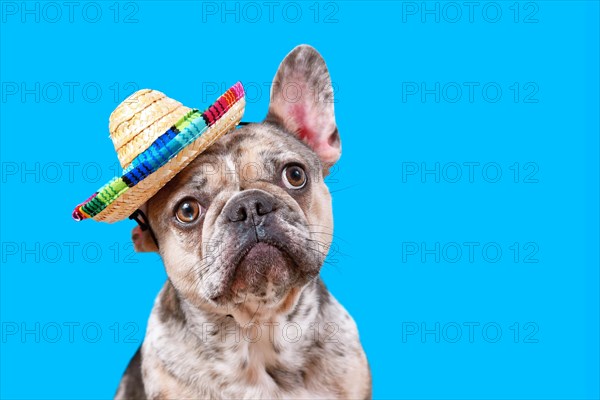 French Bulldog dog wearing sombrero sun hat on blue background with copy space