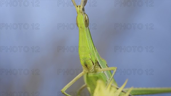 Frontal portrait of Giant green slant-face grasshopper Acrida sitting on spikelet on grass and blue sky background