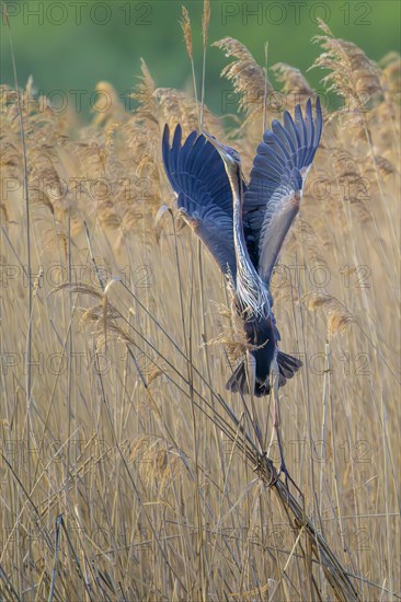 Purple heron