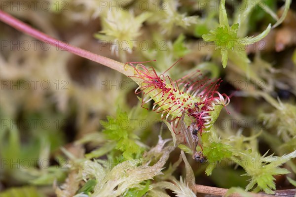 English sundew