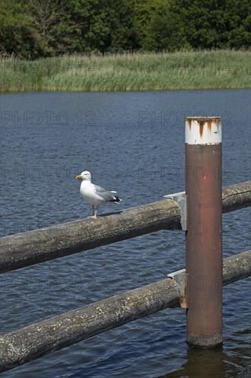 European herring gull