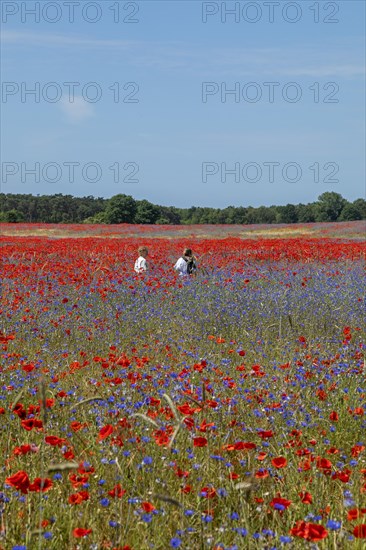 Poppy flowers