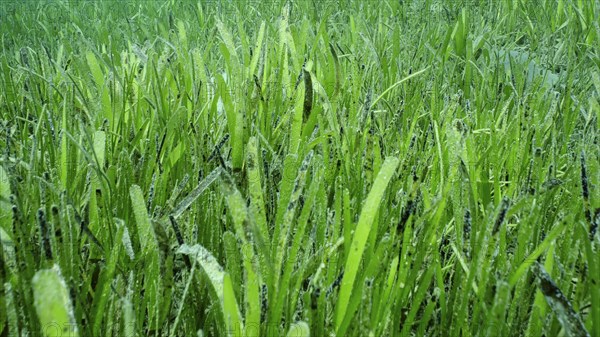 Closeup of seagrass bed covered with Sickle-leaved Cymodocea seagrass