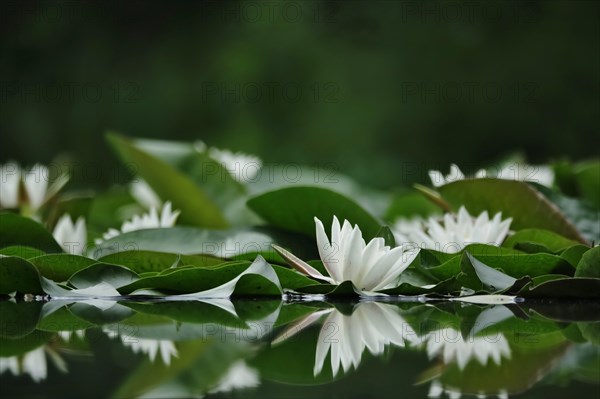 Picturesque white water lilies